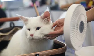Thi 'hoa hậu mèo' Đông Nam Á ở TP HCM Thi 'hoa hậu mèo' Đông Nam Á ở TP HCM