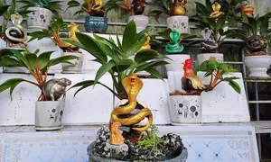 Triệu đồng chậu cảnh 'kim sà nhả long châu' cho Tết Ất Tỵ