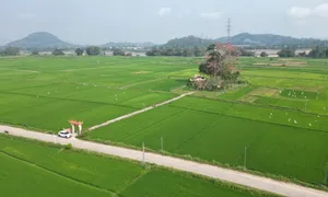 Cây gạo trăm năm nở rực bên bến đò xưa sông Trà Khúc Cây gạo trăm năm nở rực bên bến đò xưa sông Trà Khúc