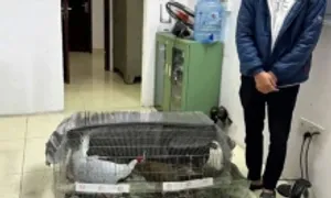 Từ 'thầy hiệu trưởng bị tuyên 7 năm tù' đến 'án gà lôi trắng'