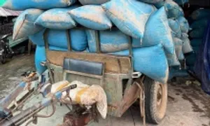 Bán tháo lúa sau lũ